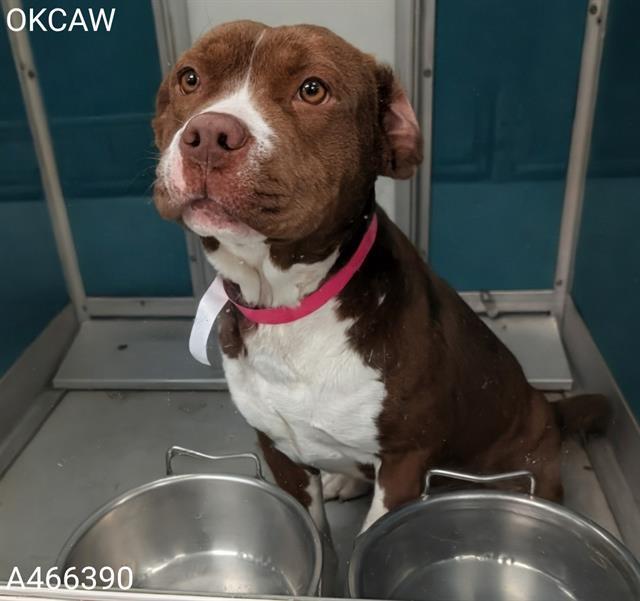 BELLA, Adoptable, Young Female Staffordshire Bull Terrier & Mixed Breed.