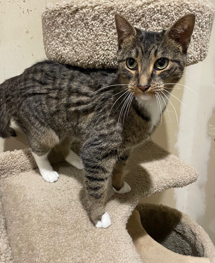 Enlarge Cinderella  (NEEDS A SPECIAL HOME), a Adoptable mixed breed in Solon, OH image 3/5