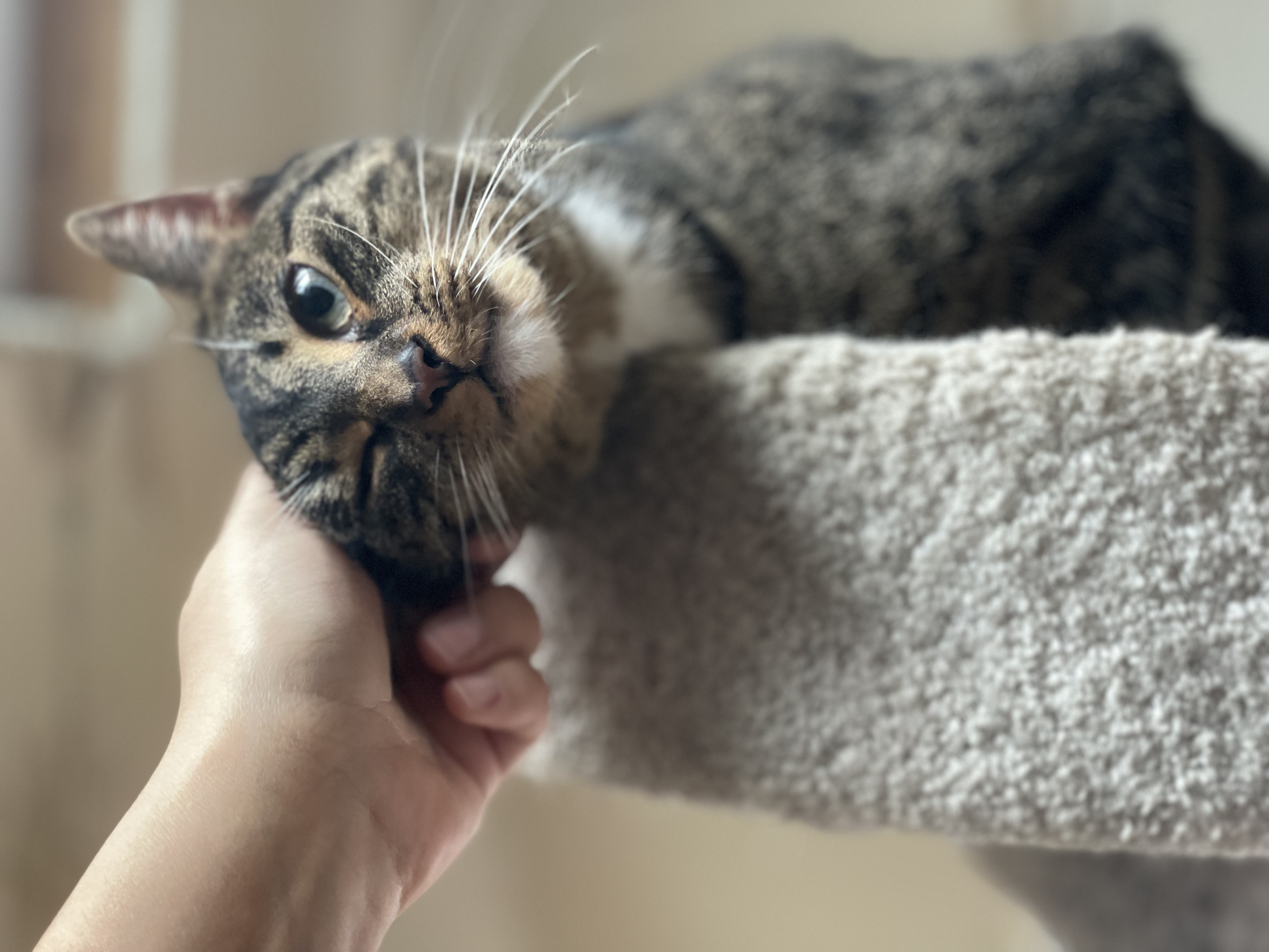 Enlarge Cinderella  (NEEDS A SPECIAL HOME), a Adoptable mixed breed in Solon, OH image 4/5