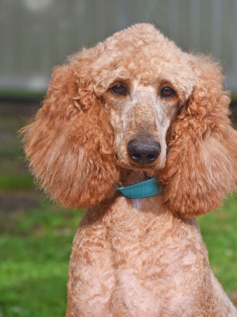 Gohan, Adopted, Adult Male Standard Poodle.
