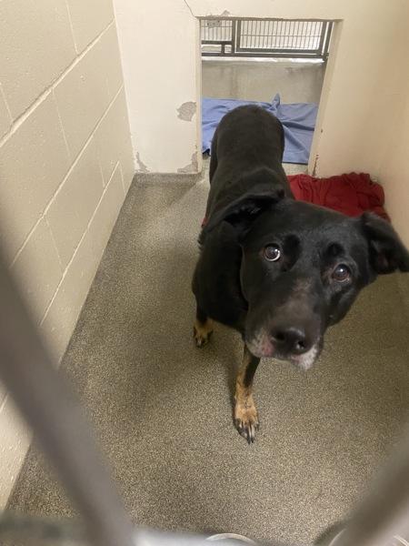 Chai, Adoptable, Adult Female Shepherd.