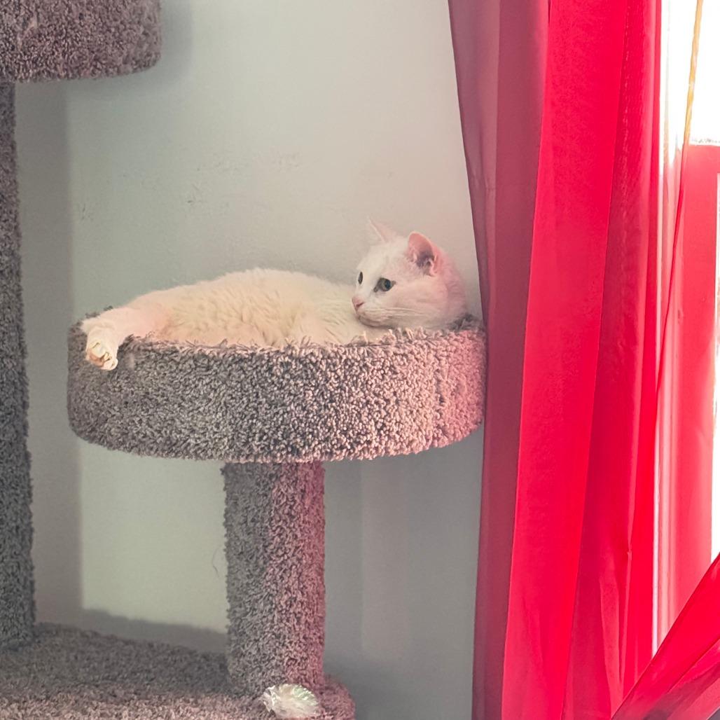 Barnaby, Adoptable, Senior Male Domestic Short Hair.