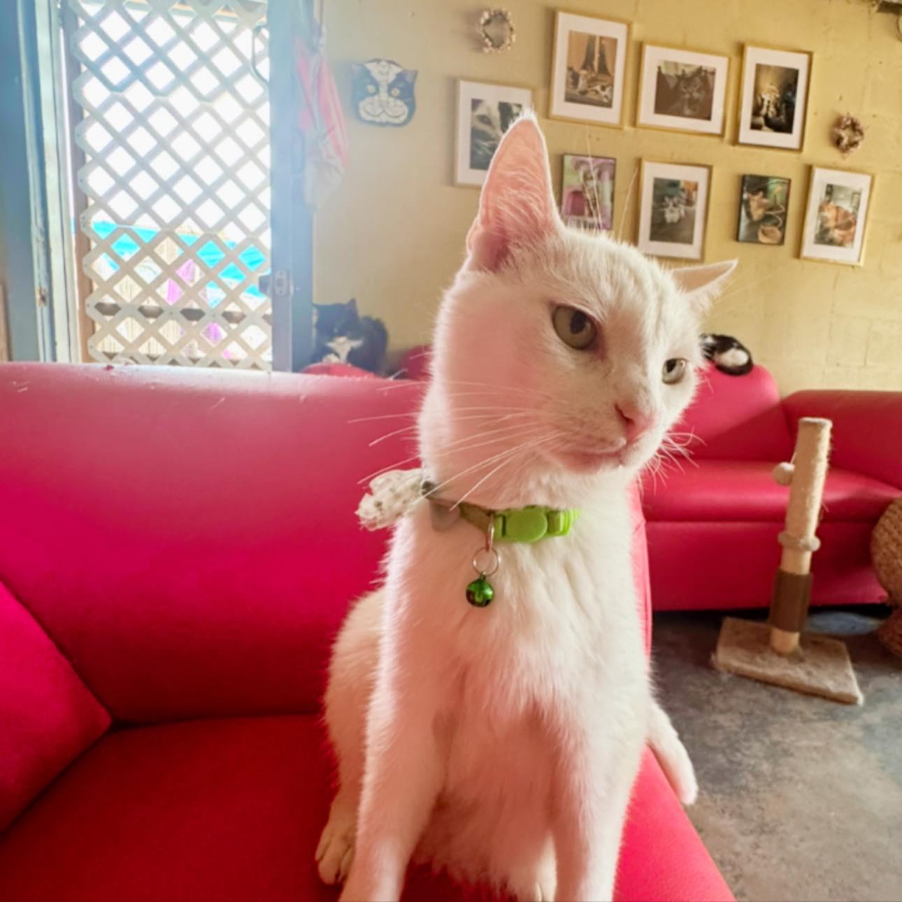 Enlarge Barnaby, a Adoptable Domestic Short Hair in largo, FL image 1/2