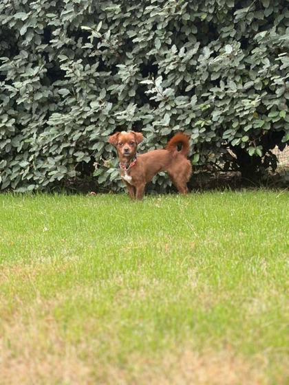 Enlarge Ginger, a Adoptable mixed breed in Southern Pines, NC image 1/3