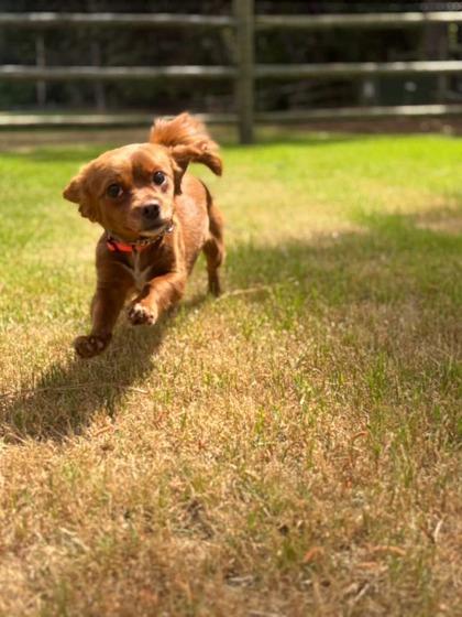 Enlarge Ginger, a Adoptable mixed breed in Southern Pines, NC image 2/3