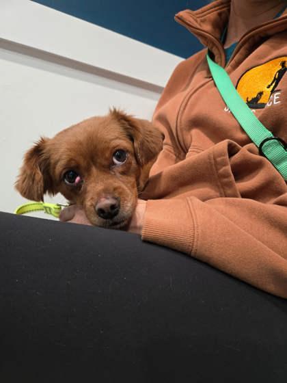 Enlarge Ginger, a Adoptable mixed breed in Southern Pines, NC image 3/3
