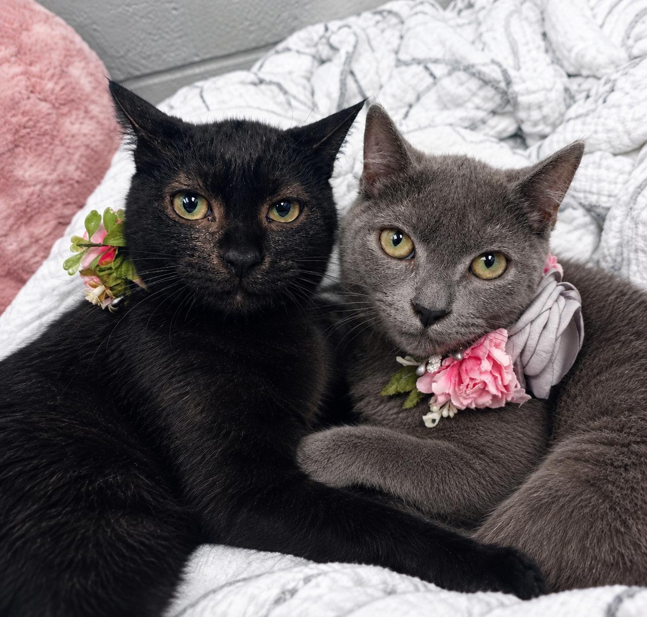 Enlarge Margarita and Martini, a Adoptable mixed breed in West Hartford , CT image 1/5