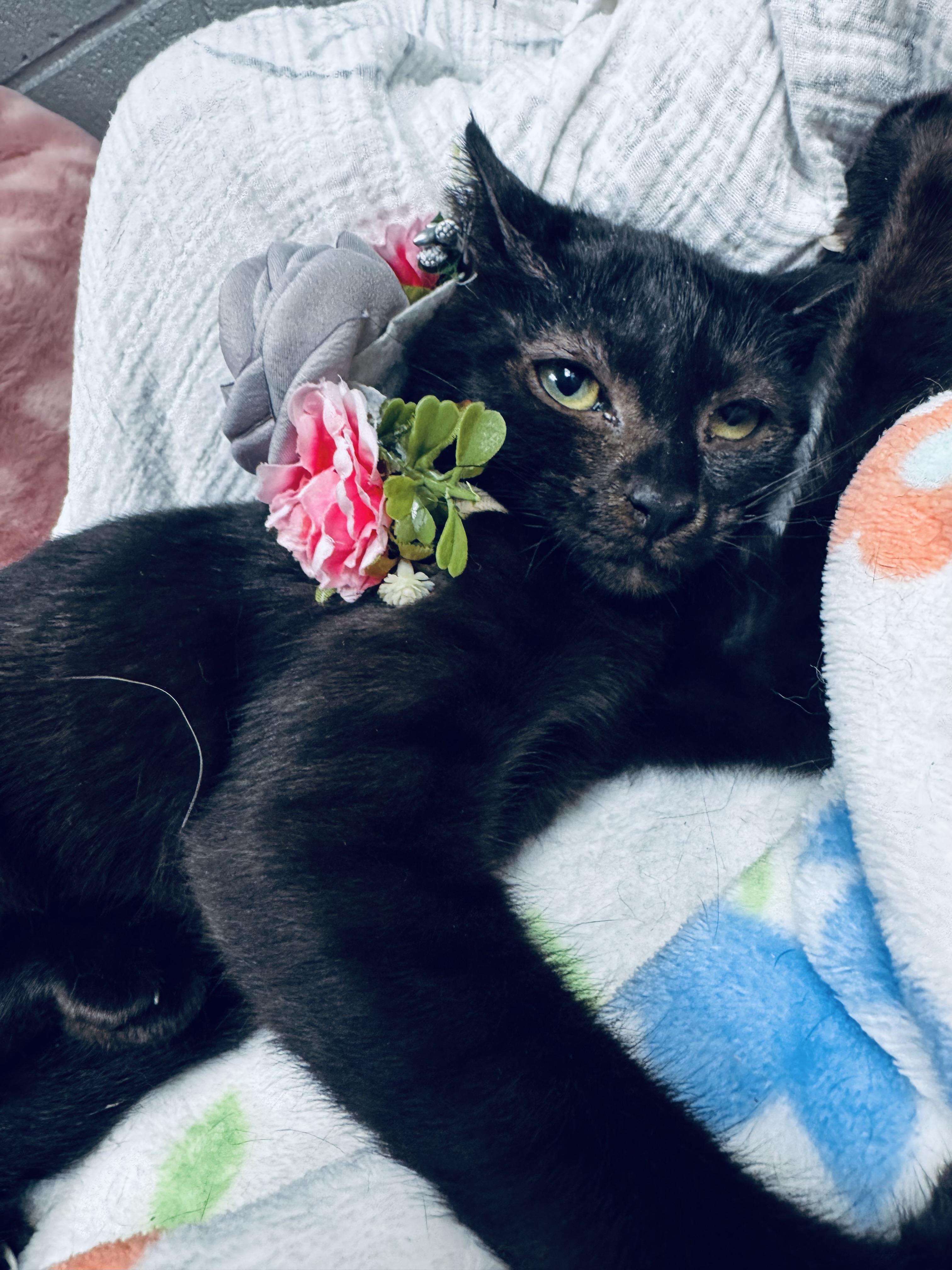 Enlarge Margarita and Martini, a Adoptable mixed breed in West Hartford , CT image 2/5