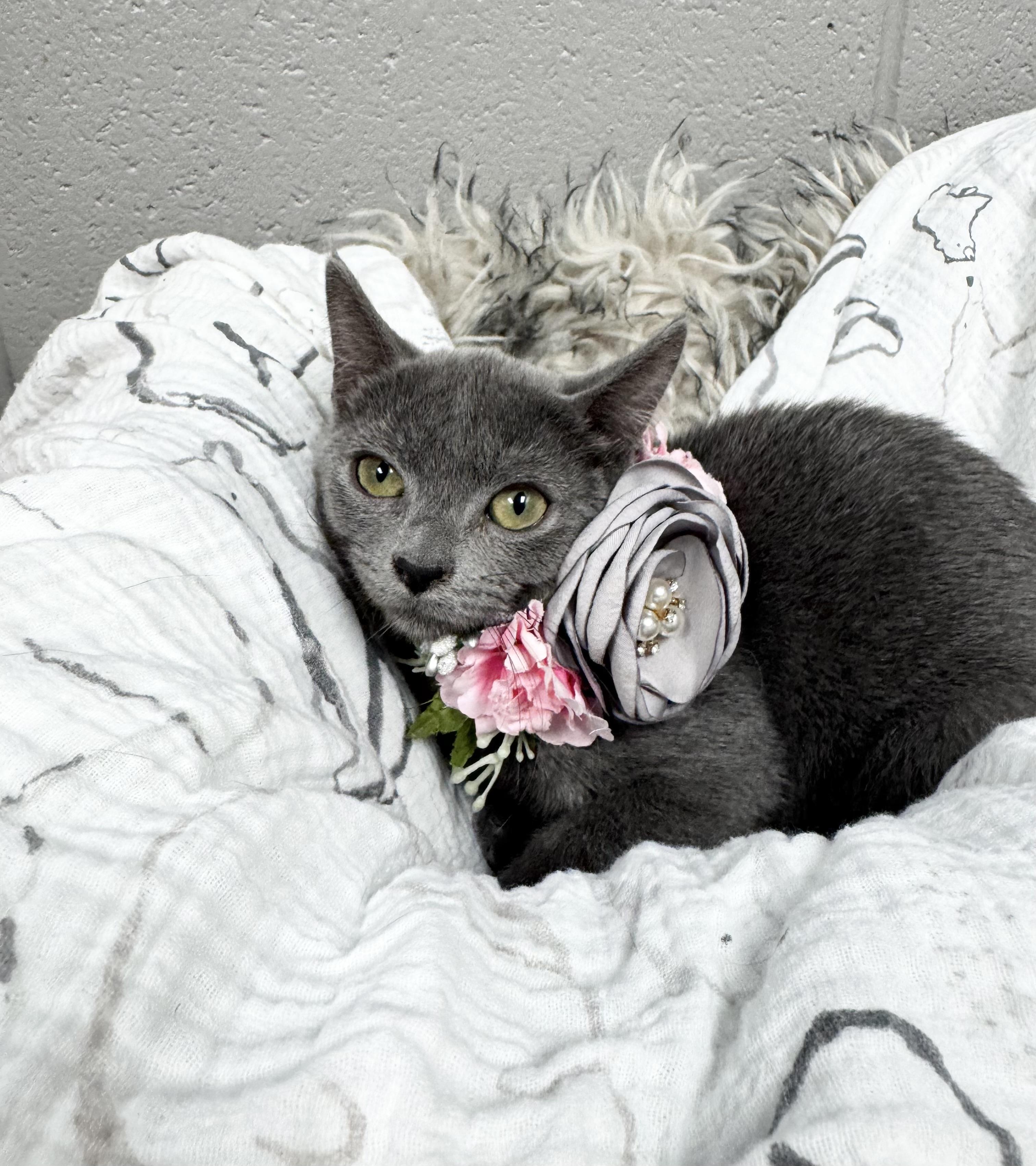 Enlarge Margarita and Martini, a Adoptable mixed breed in West Hartford , CT image 3/5