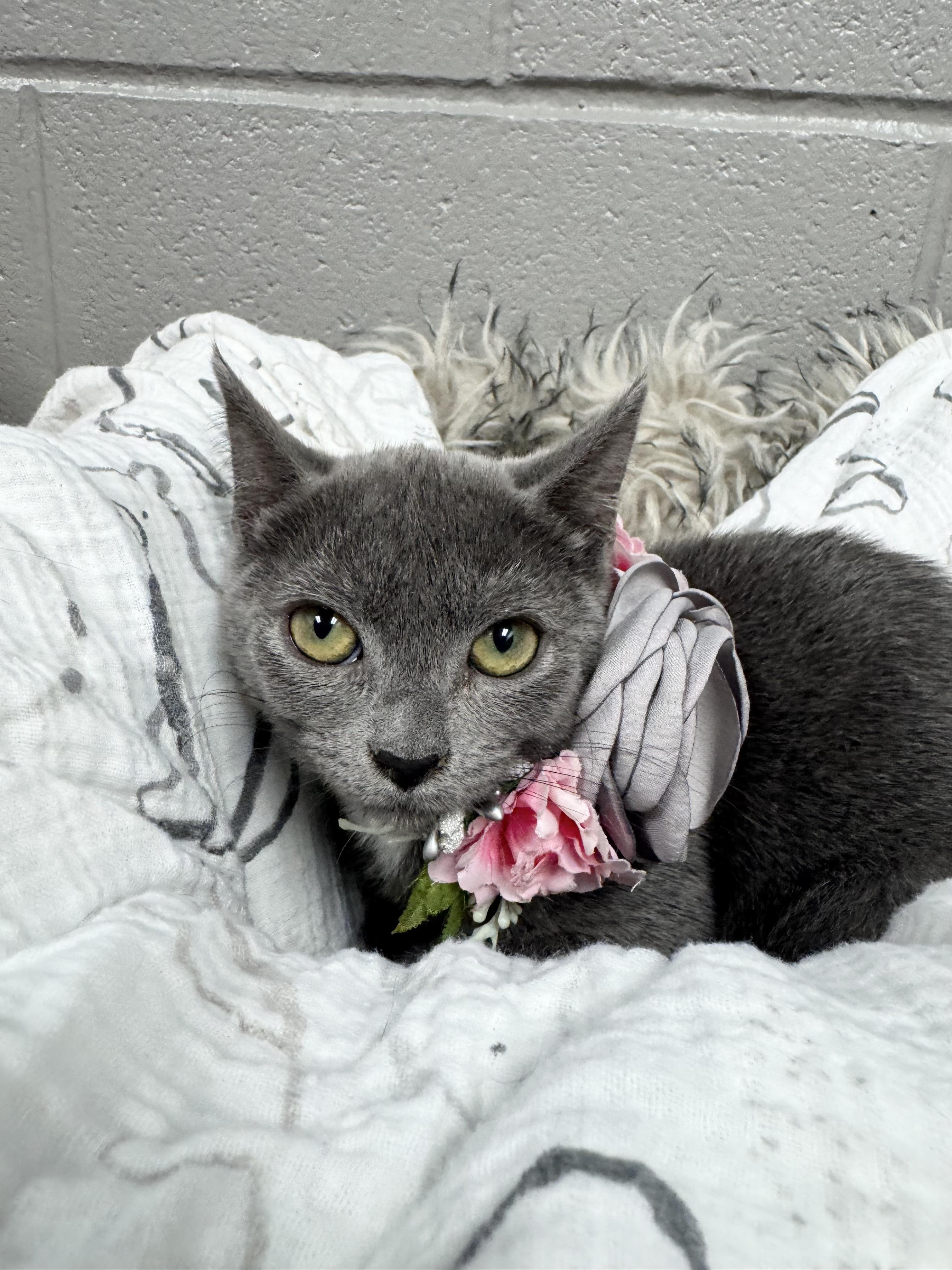 Enlarge Margarita and Martini, a Adoptable mixed breed in West Hartford , CT image 4/5