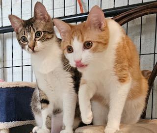 Enlarge Alex, a ADOPTABLE Domestic Short Hair in Middletown, CT image 5/5