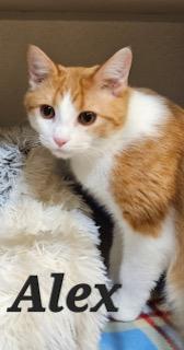 Enlarge Alex, a ADOPTABLE Domestic Short Hair in Middletown, CT image 3/5