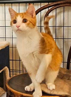 Enlarge Alex, a ADOPTABLE Domestic Short Hair in Middletown, CT image 2/5