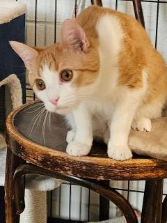 Enlarge Alex, a ADOPTABLE Domestic Short Hair in Middletown, CT image 4/5