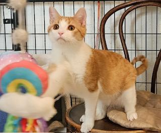 Enlarge Alex, a ADOPTABLE Domestic Short Hair in Middletown, CT image 1/5