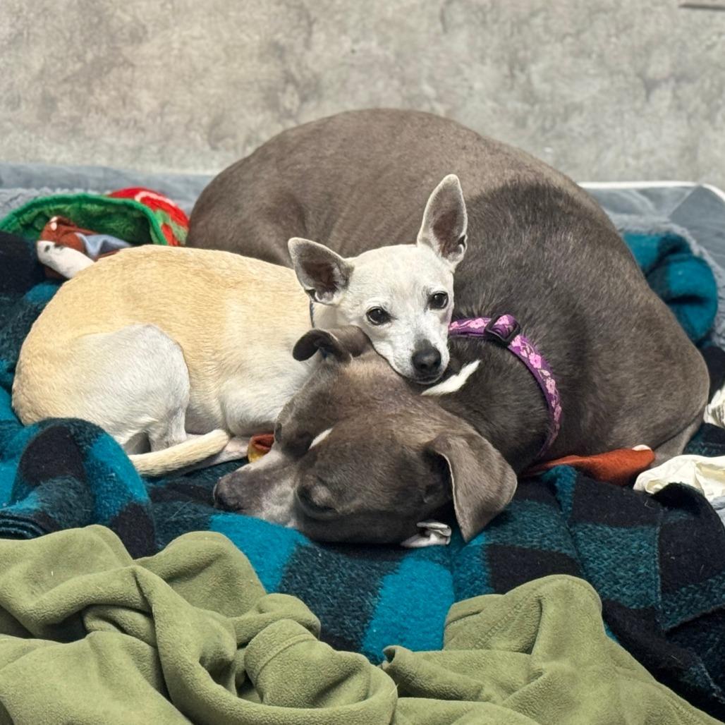 Enlarge Stacie, a Adoptable Mixed Breed in Hopkinton, MA image 3/6