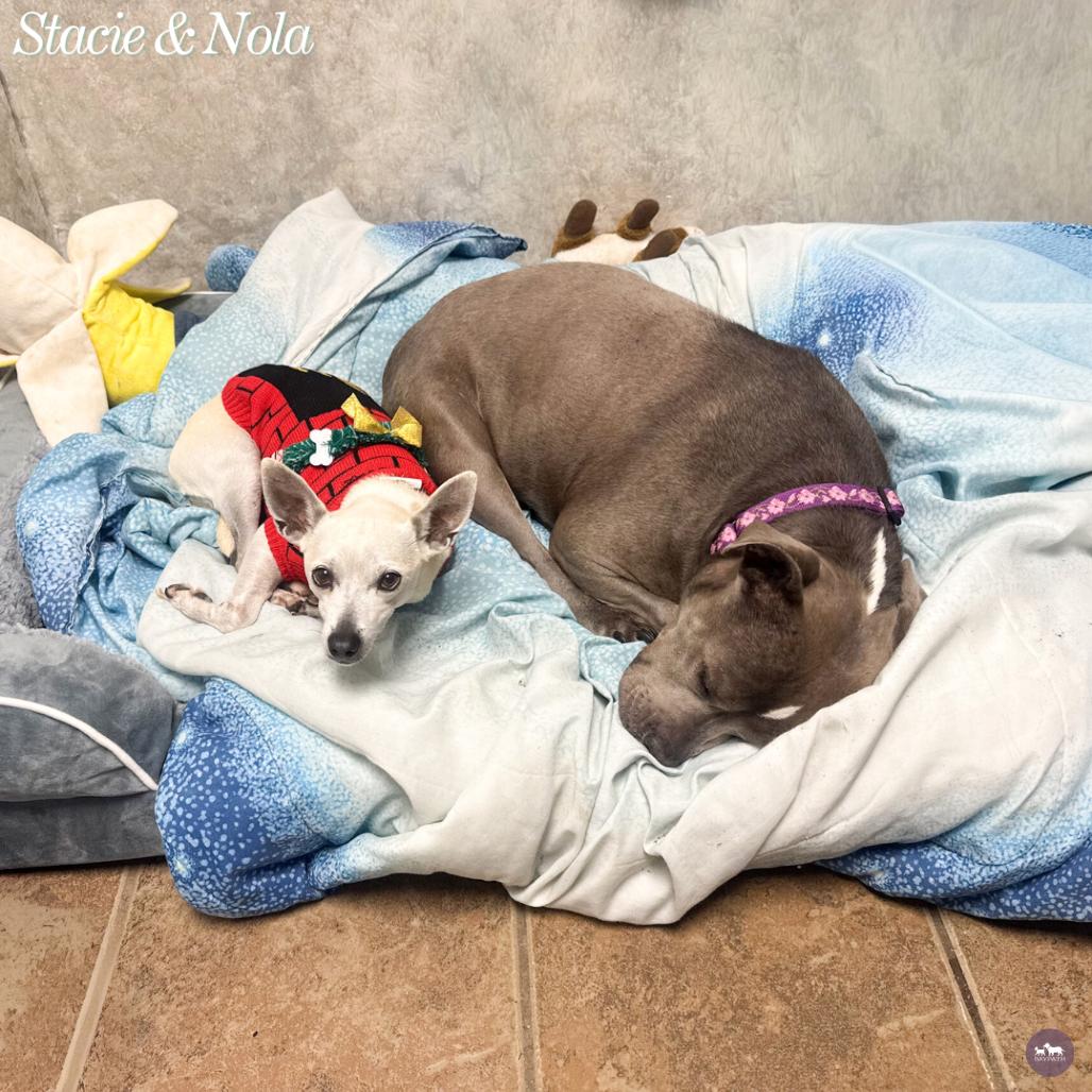 Enlarge Stacie, a Adoptable Mixed Breed in Hopkinton, MA image 4/6