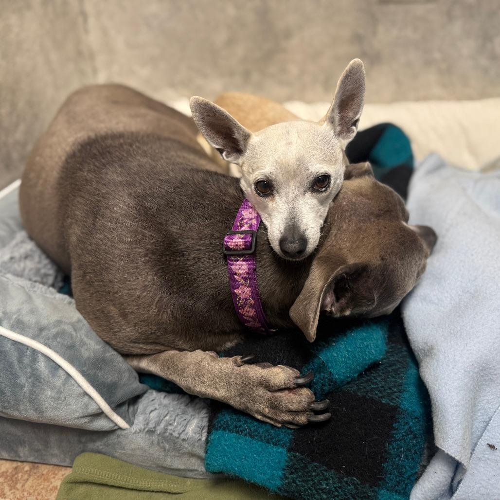 Enlarge Stacie, a Adoptable Mixed Breed in Hopkinton, MA image 5/6