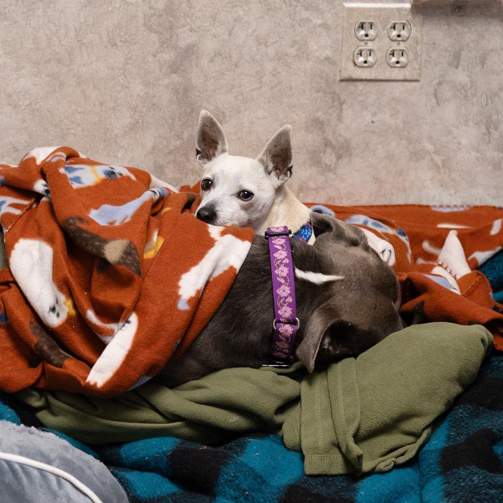 Enlarge Stacie, a Adoptable Mixed Breed in Hopkinton, MA image 6/6