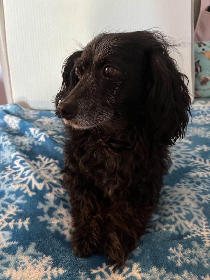 Teddy, Adopted, Adult Male Dachshund & Cavalier King Charles Spaniel.