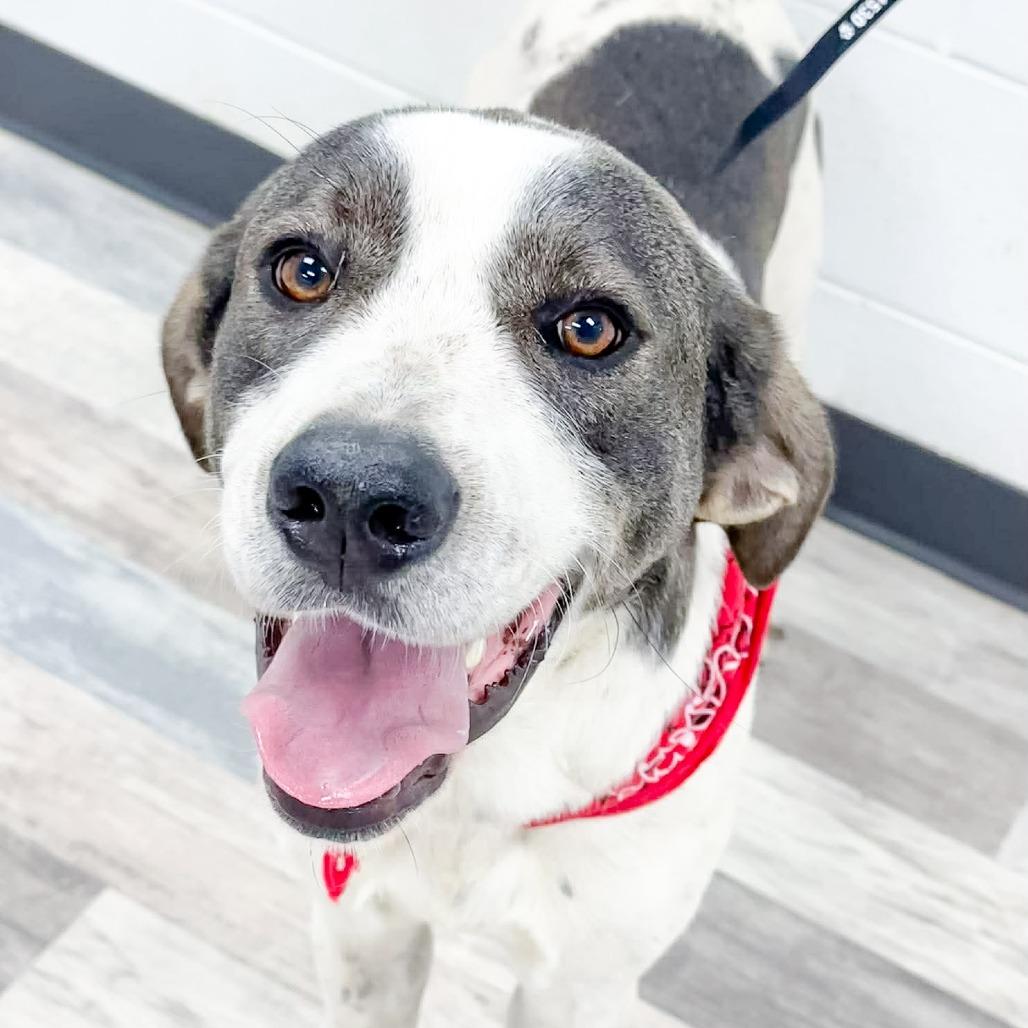 Enlarge Padfoot, a Adoptable Hound in Lufkin, TX image 1/3