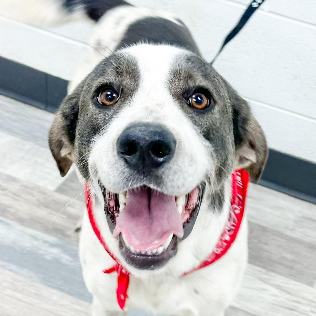 Enlarge Padfoot, a Adoptable Hound in Lufkin, TX image 2/3