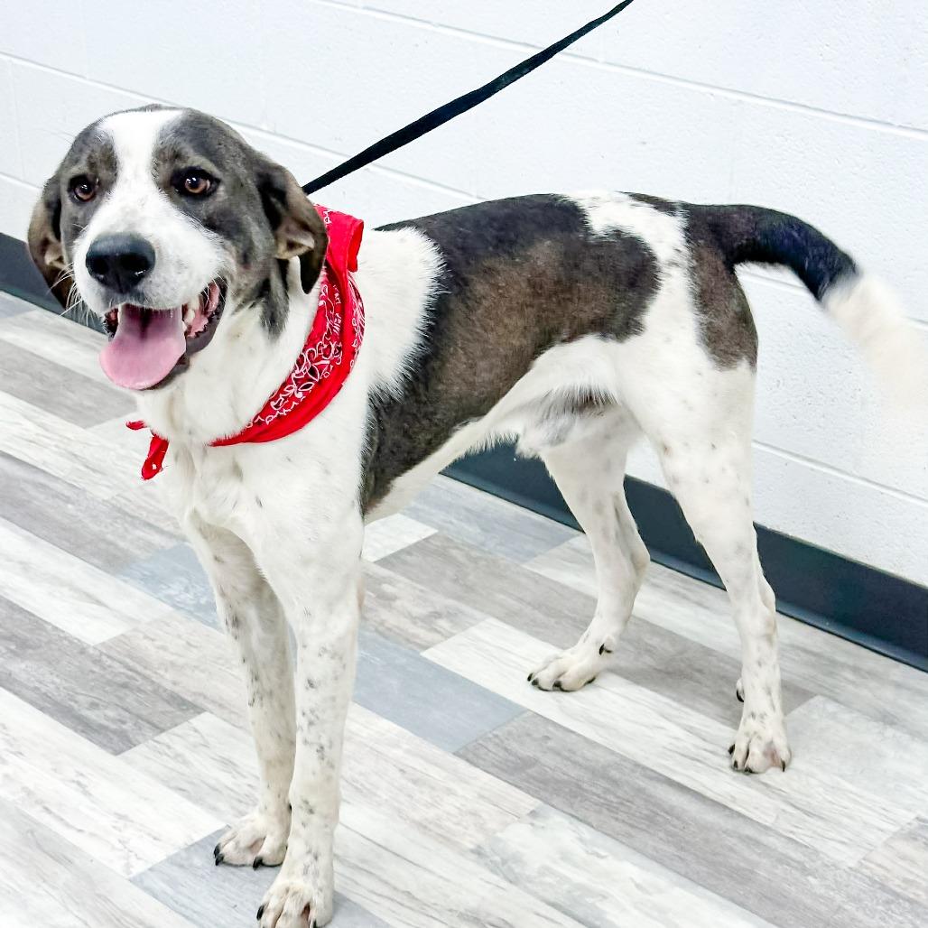 Enlarge Padfoot, a Adoptable Hound in Lufkin, TX image 3/3