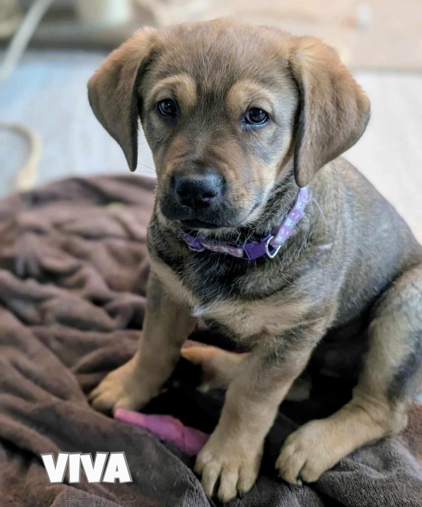 Enlarge Viva, a Adoptable mixed breed in Brandon, MB image 4/4
