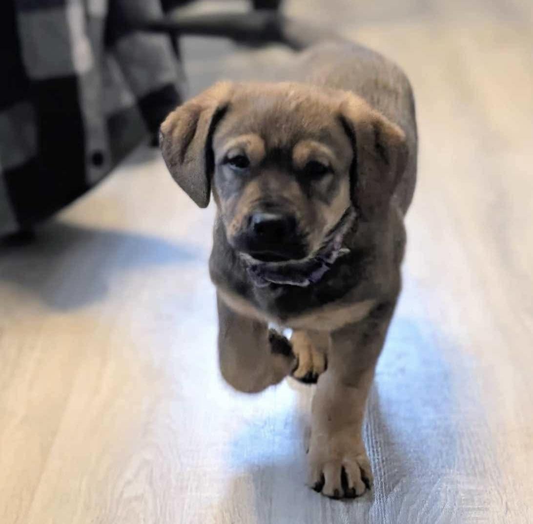 Enlarge Viva, a Adoptable mixed breed in Brandon, MB image 2/4