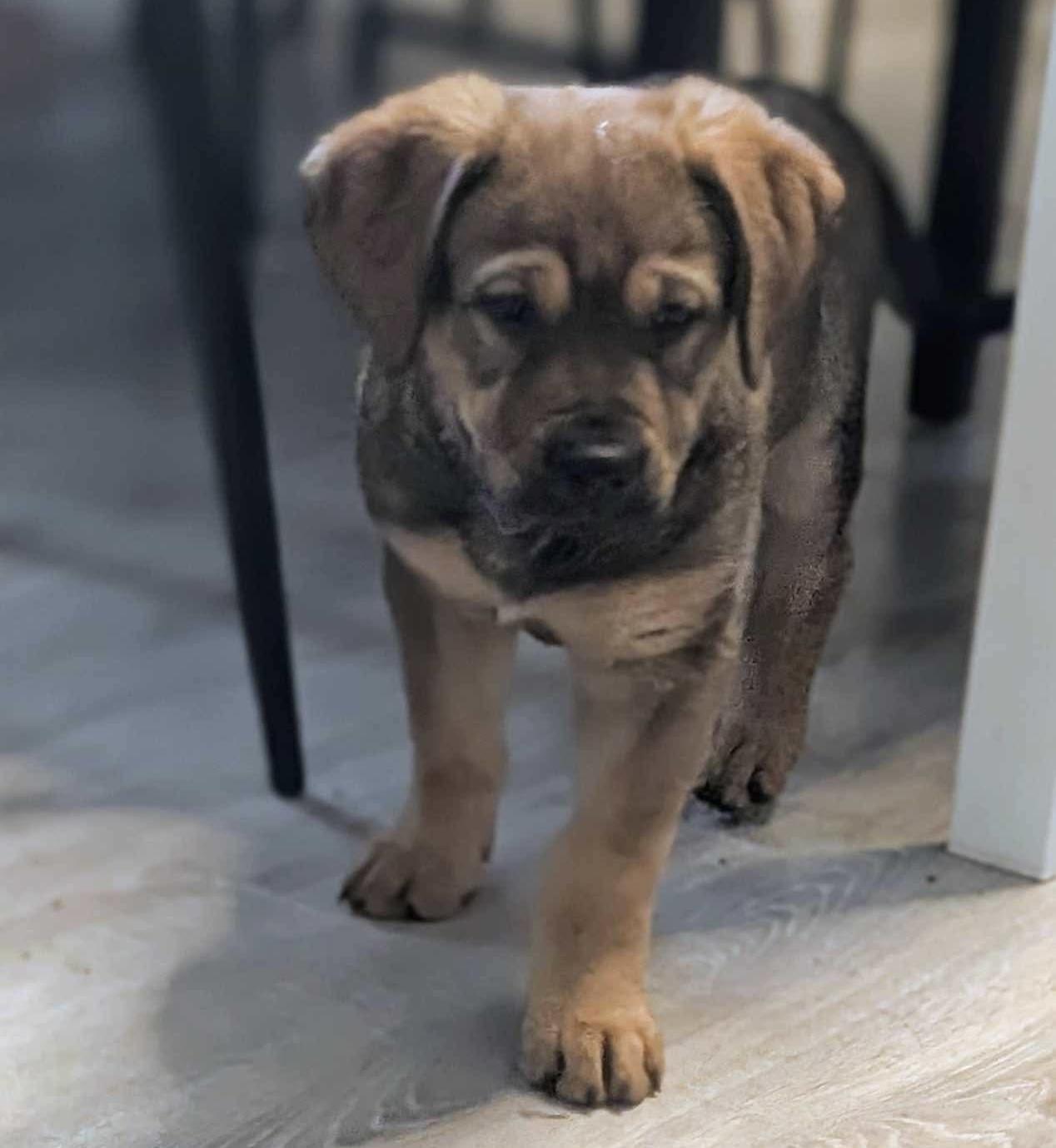 Enlarge Viva, a Adoptable mixed breed in Brandon, MB image 3/4