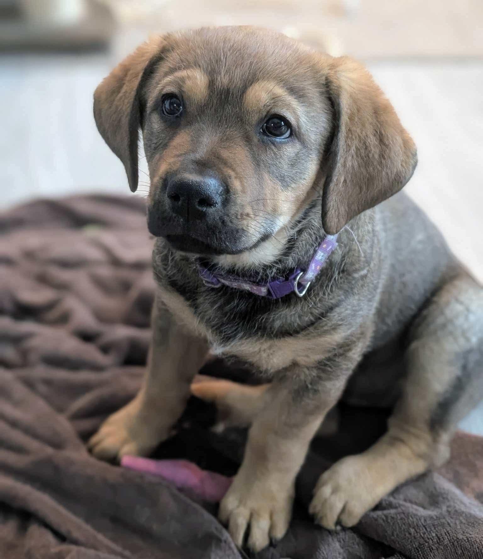 Enlarge Viva, a Adoptable mixed breed in Brandon, MB image 1/4