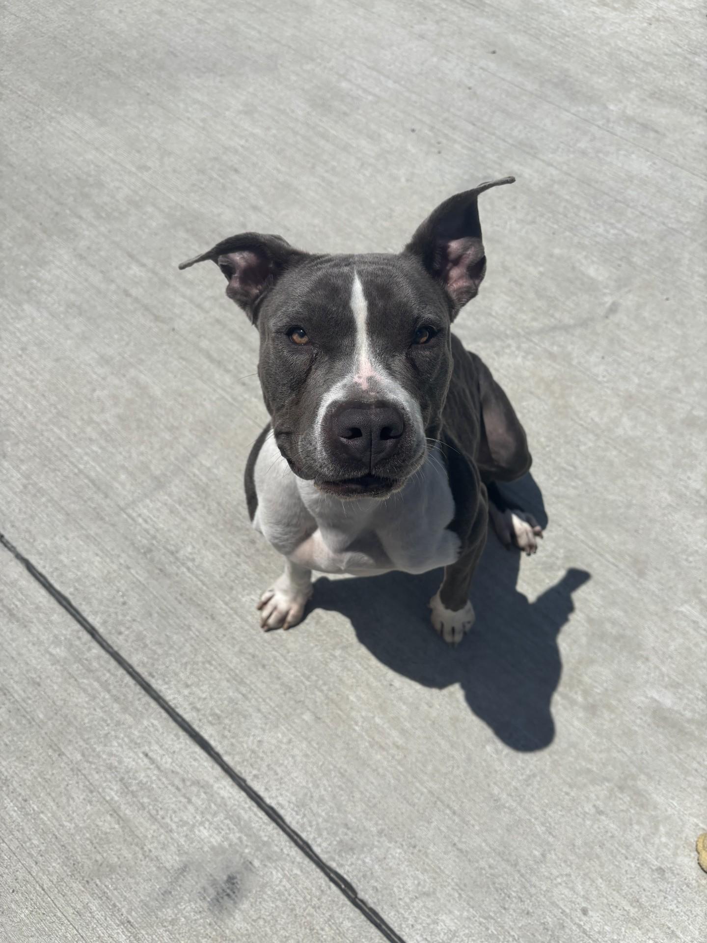 Enlarge Gordita , a ADOPTABLE mixed breed in Lincoln Park, MI image 3/4