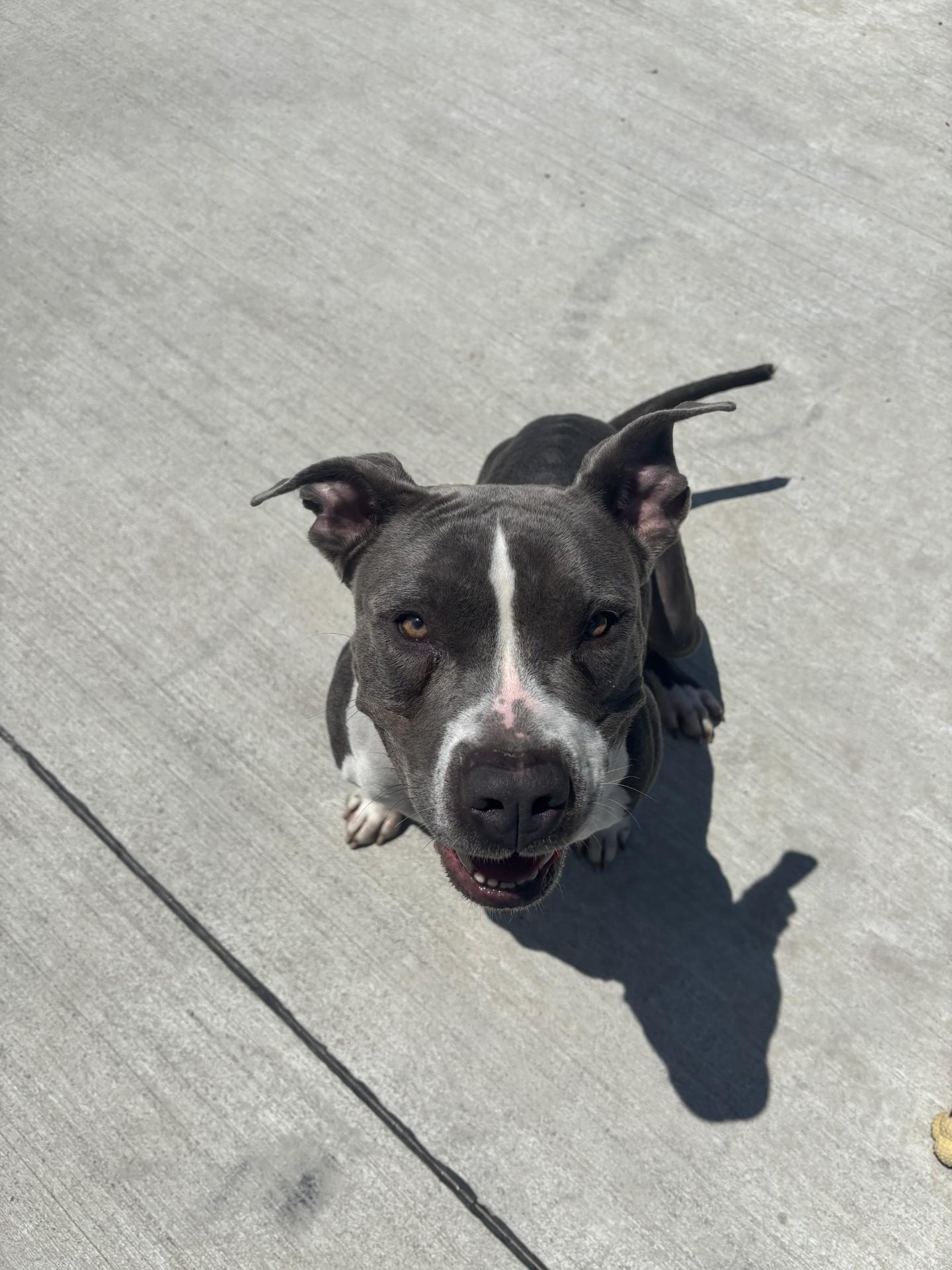 Enlarge Gordita , a ADOPTABLE mixed breed in Lincoln Park, MI image 1/4