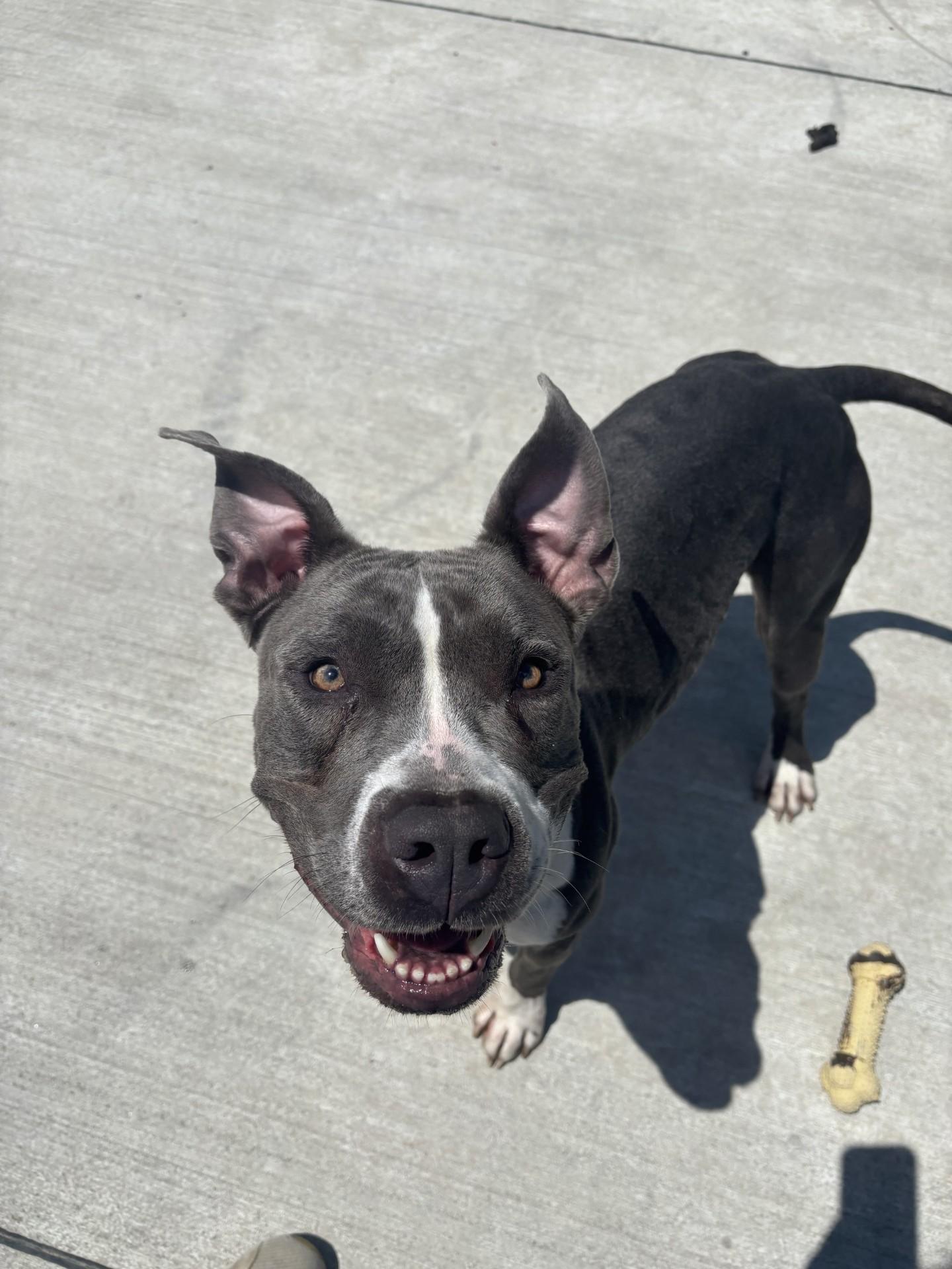 Enlarge Gordita , a ADOPTABLE mixed breed in Lincoln Park, MI image 2/4