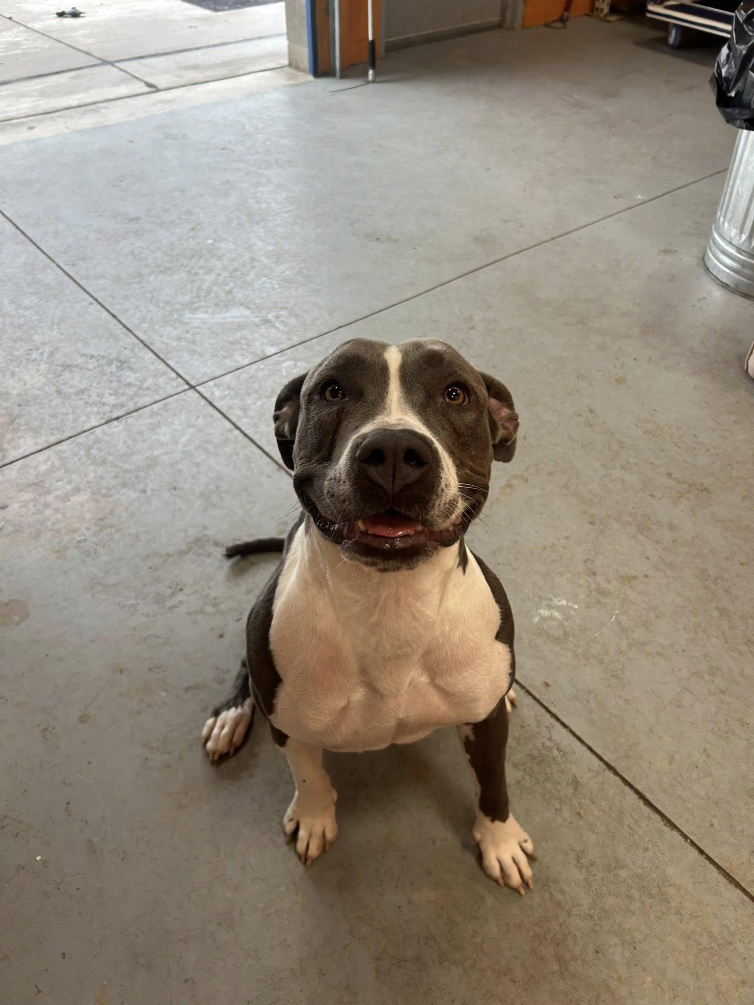 Enlarge Gordita , a ADOPTABLE mixed breed in Lincoln Park, MI image 3/3