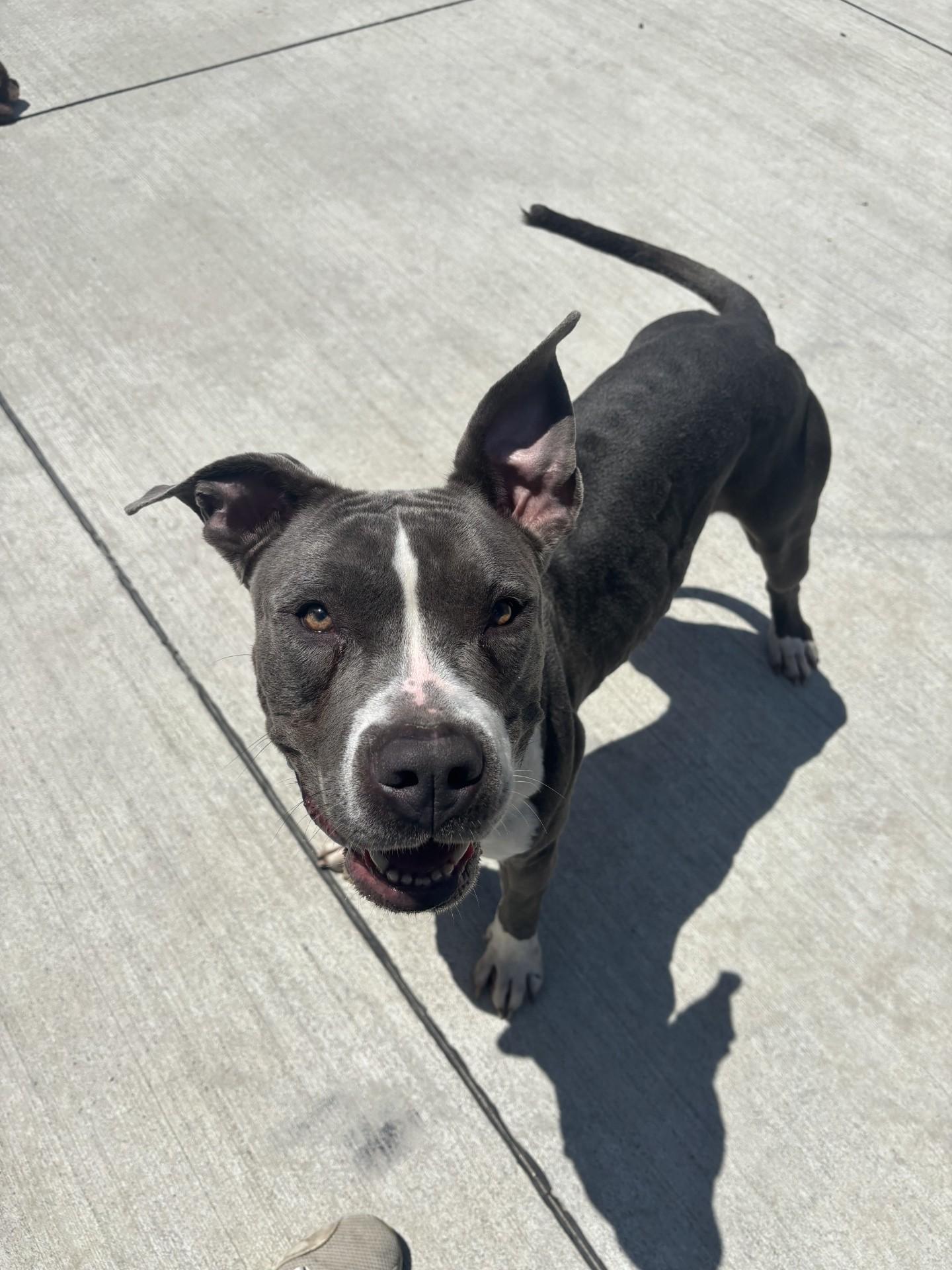 Enlarge Gordita , a ADOPTABLE mixed breed in Lincoln Park, MI image 4/4