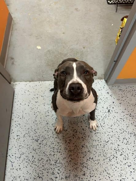 Gordita , ADOPTABLE, Young Female American Staffordshire Terrier.