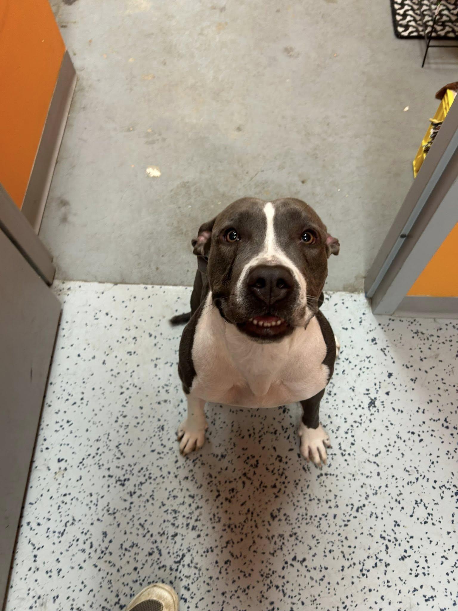 Enlarge Gordita , a ADOPTABLE mixed breed in Lincoln Park, MI image 2/3