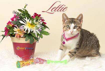 Lettie, Adoptable, Kitten Female Domestic Short Hair & Domestic Short Hair.