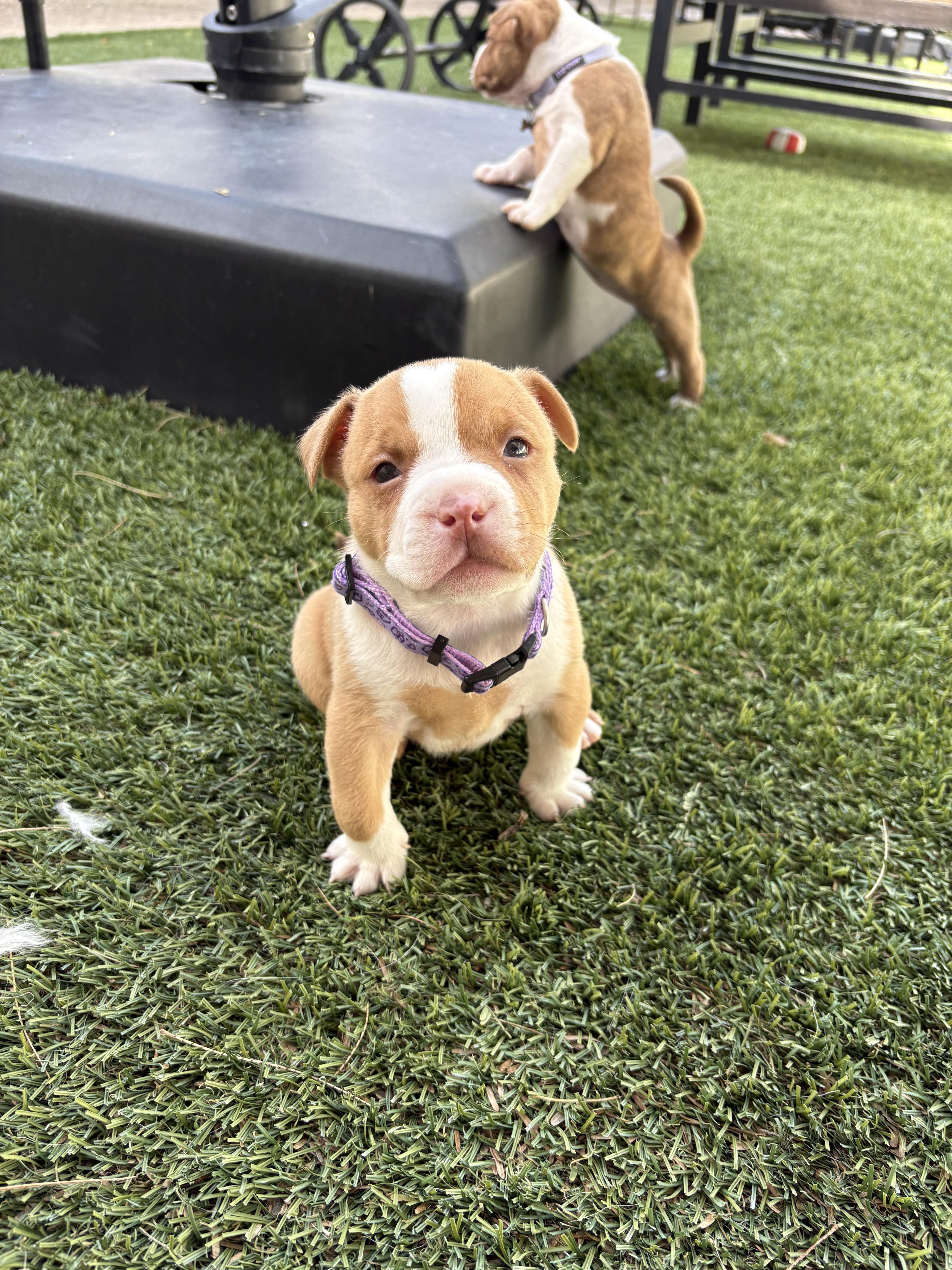 Enlarge Bully Puppy Dark Purple, a Adopted Pit Bull Terrier in Tucson, AZ image 1/6