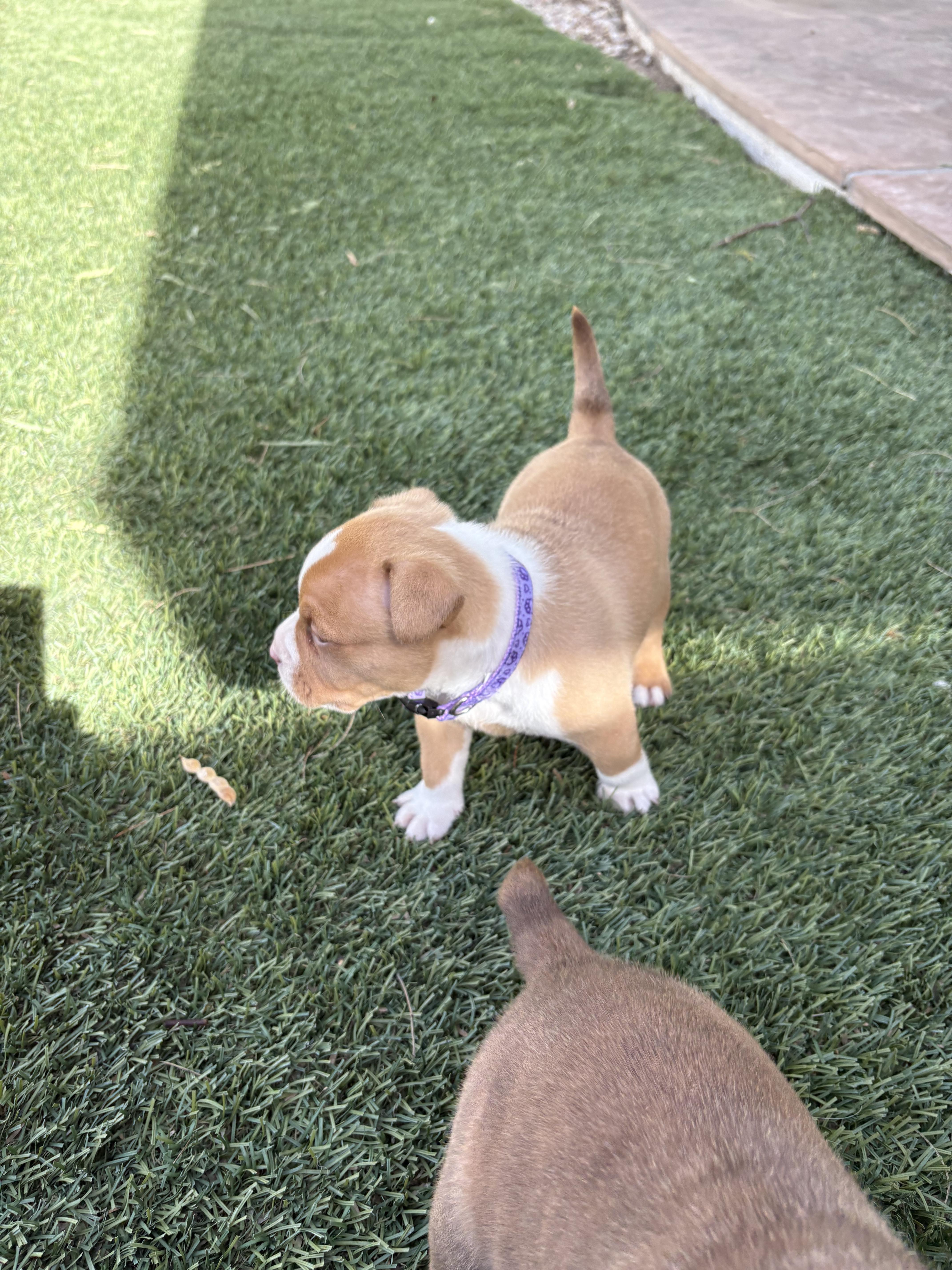 Enlarge Bully Puppy Dark Purple, a Adopted Pit Bull Terrier in Tucson, AZ image 2/6