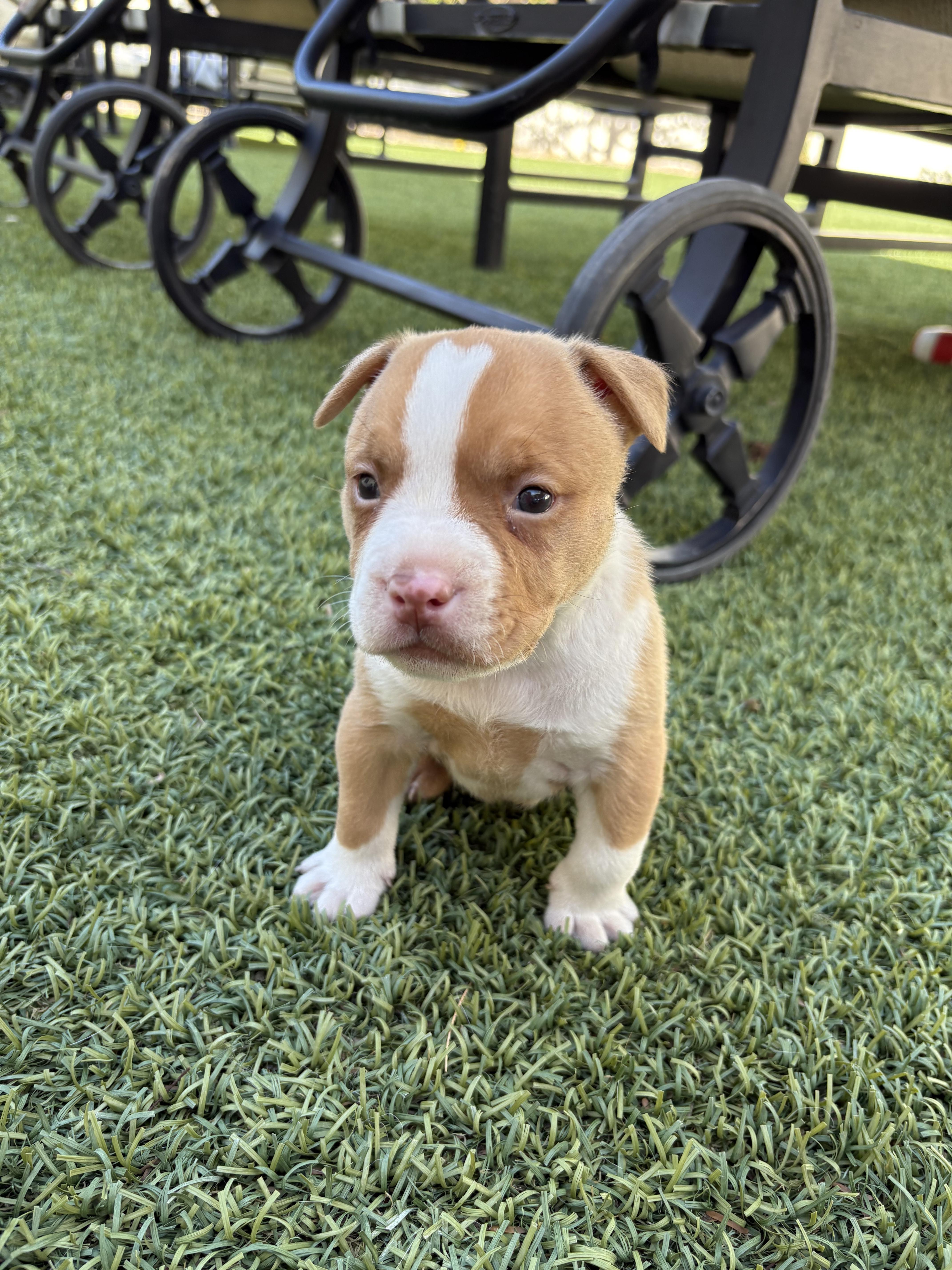 Enlarge Bully Puppy Dark Purple, a Adopted Pit Bull Terrier in Tucson, AZ image 3/6