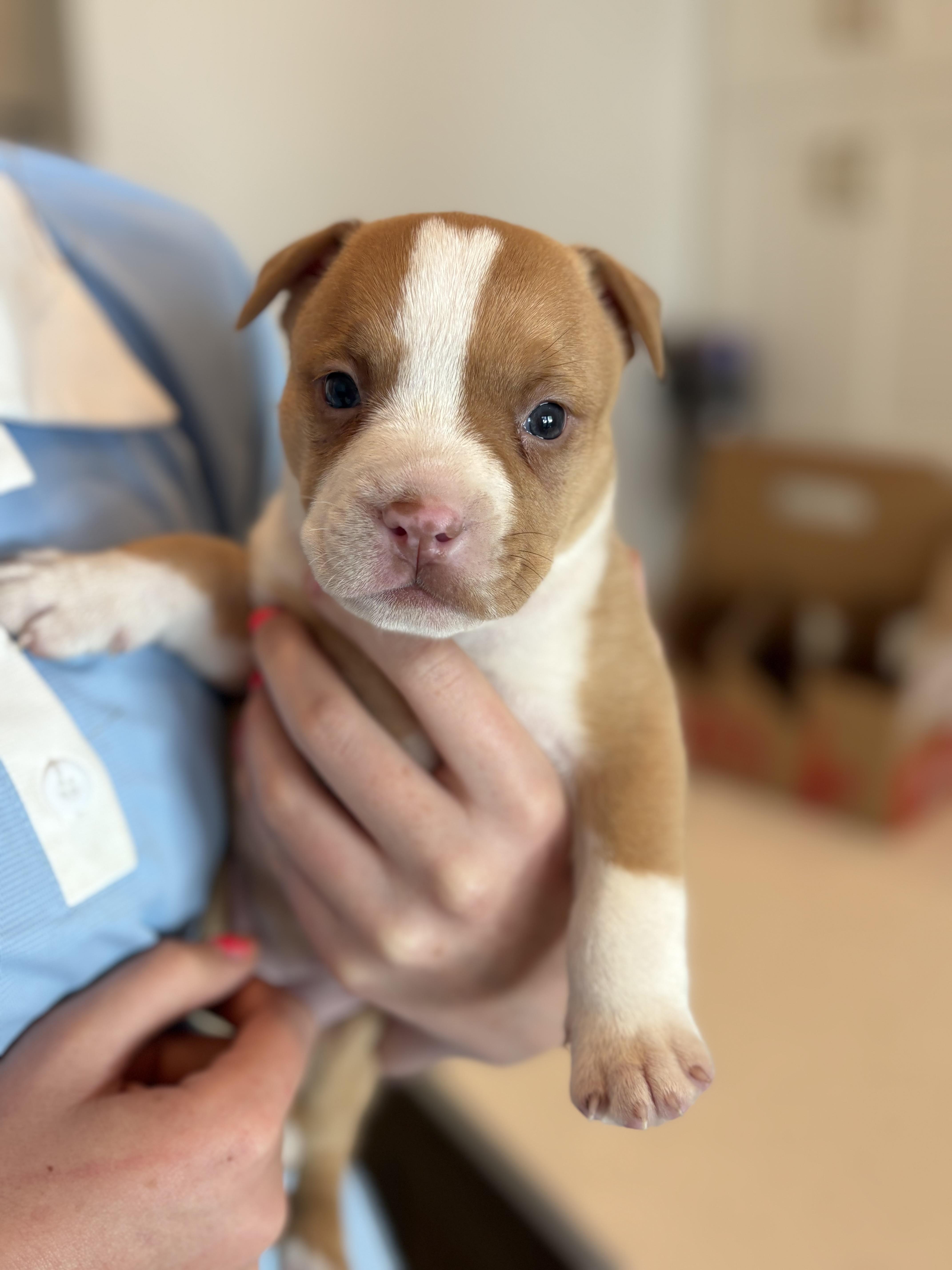 Enlarge Bully Puppy Dark Purple, a Adopted Pit Bull Terrier in Tucson, AZ image 4/6
