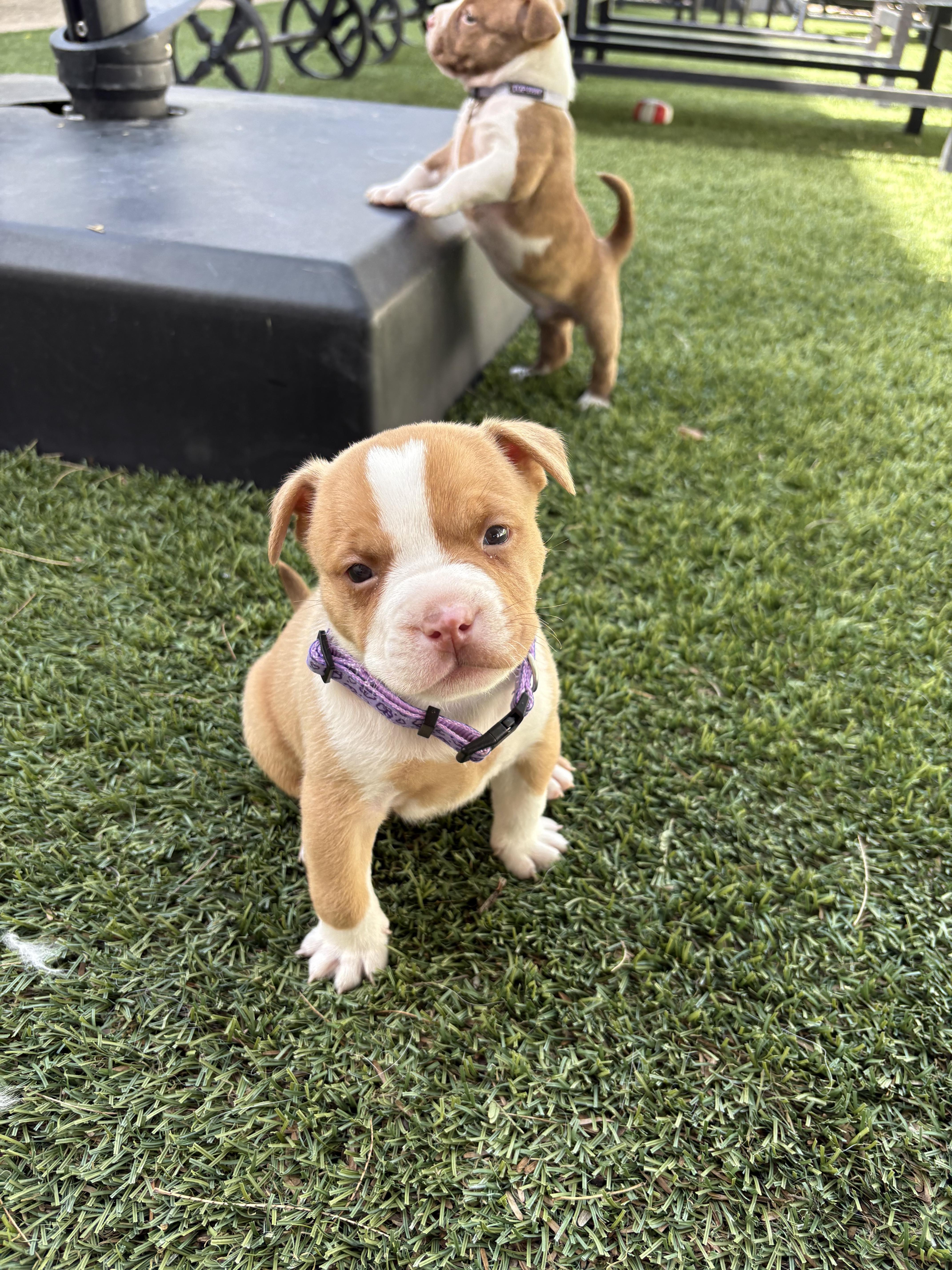 Enlarge Bully Puppy Dark Purple, a Adopted Pit Bull Terrier in Tucson, AZ image 5/6