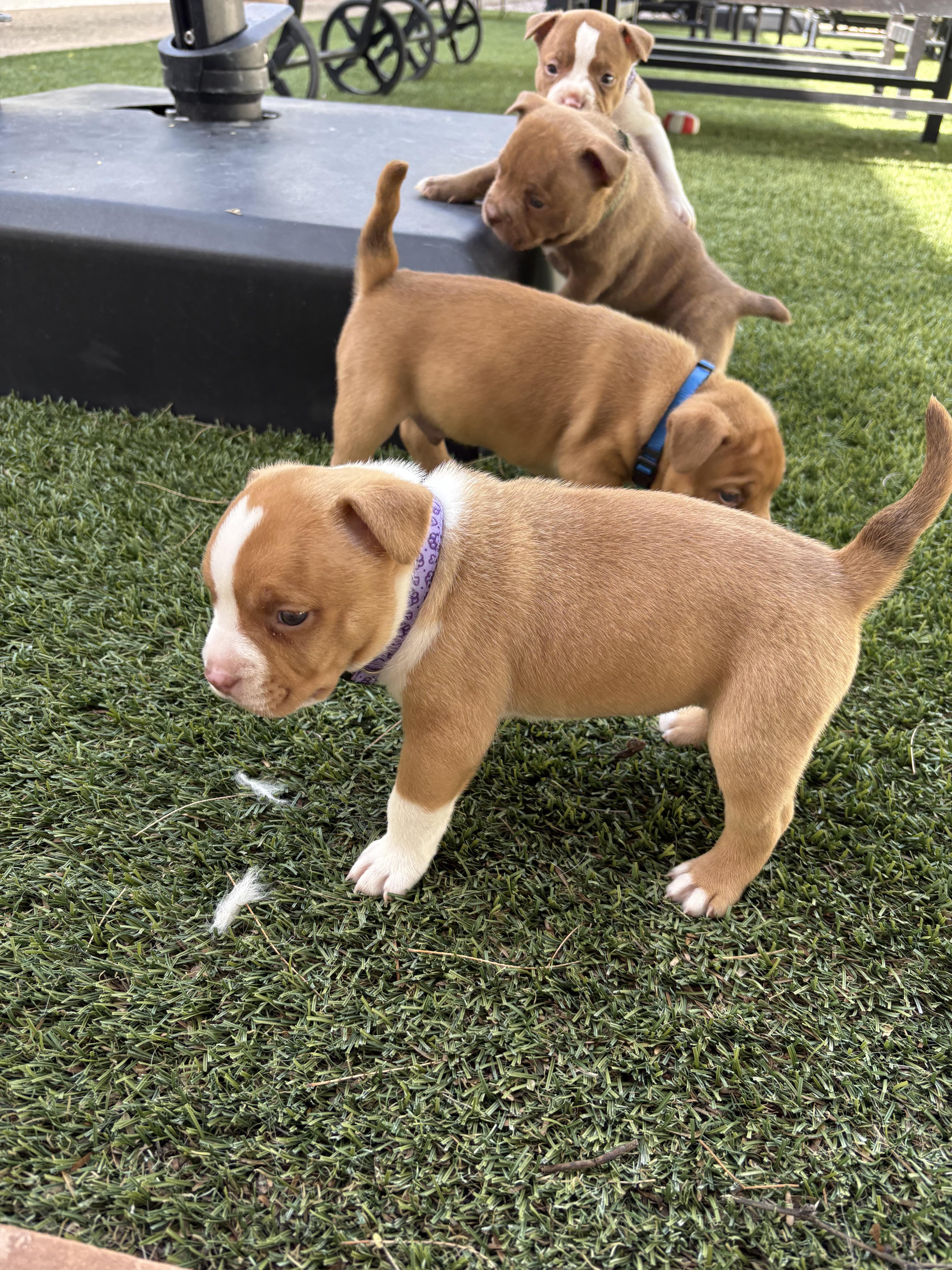 Enlarge Bully Puppy Dark Purple, a Adopted Pit Bull Terrier in Tucson, AZ image 6/6