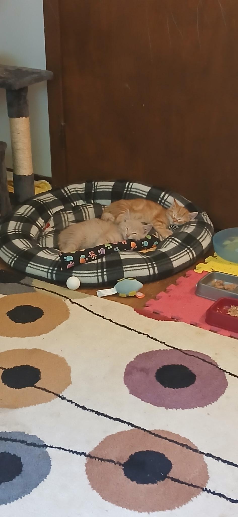 Milo, an adopted Domestic Short Hair in Lemont, IL image 2/2