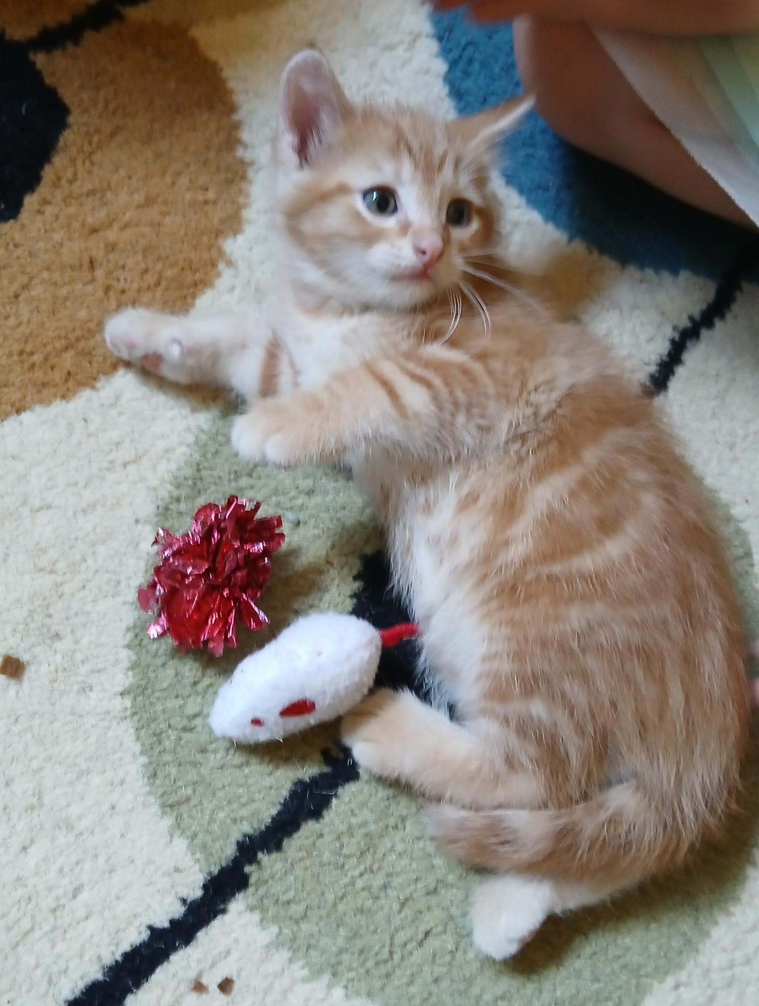 Milo, adopted, Young Male Domestic Short Hair.