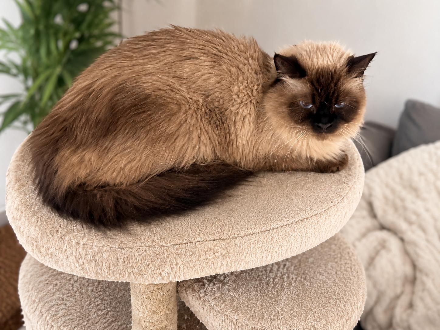 Enlarge Ophelia, an adopted Siamese in Old Bridge, NJ image 1/1