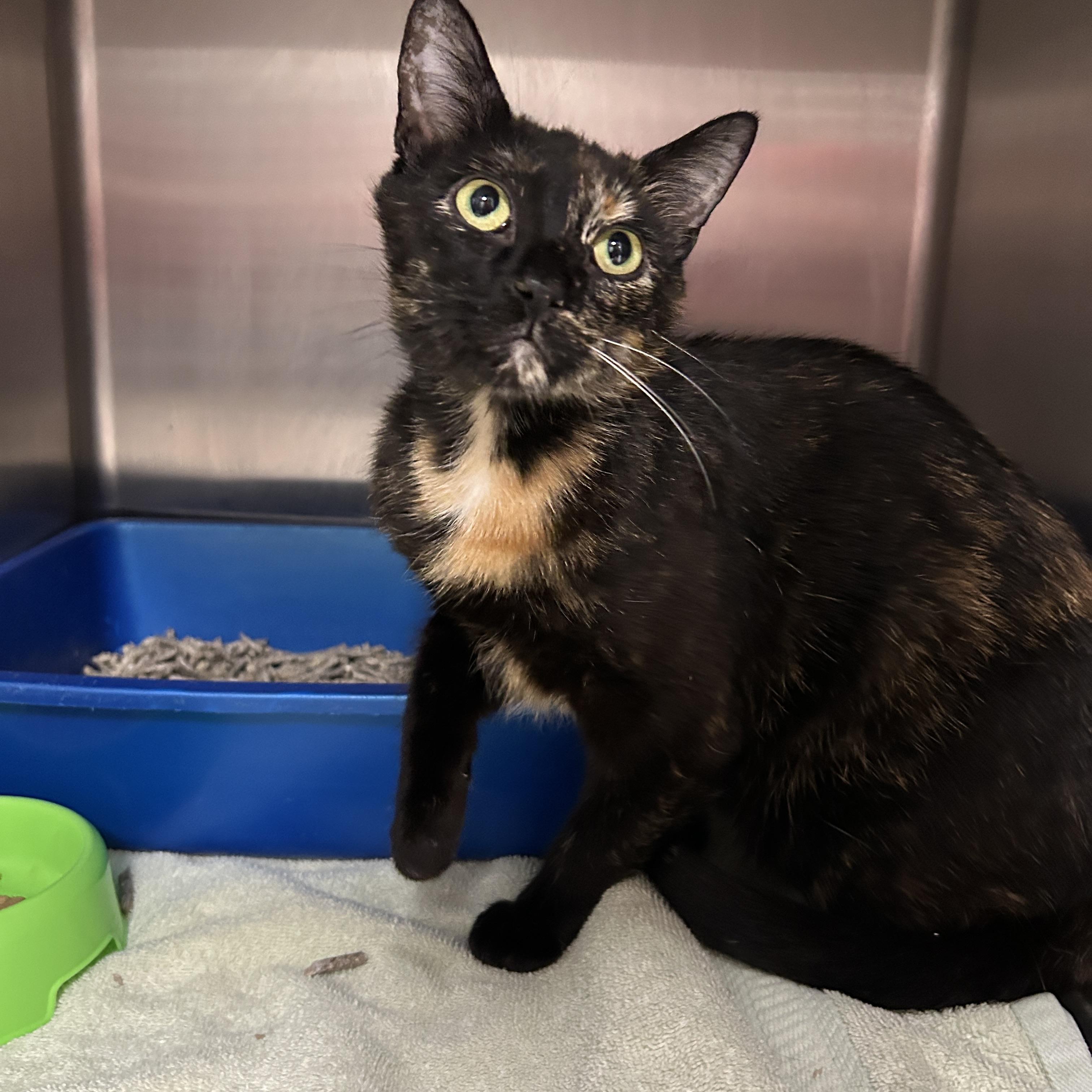 Enlarge Chicago, a ADOPTABLE Tortoiseshell in La Grange Park, IL image 4/5