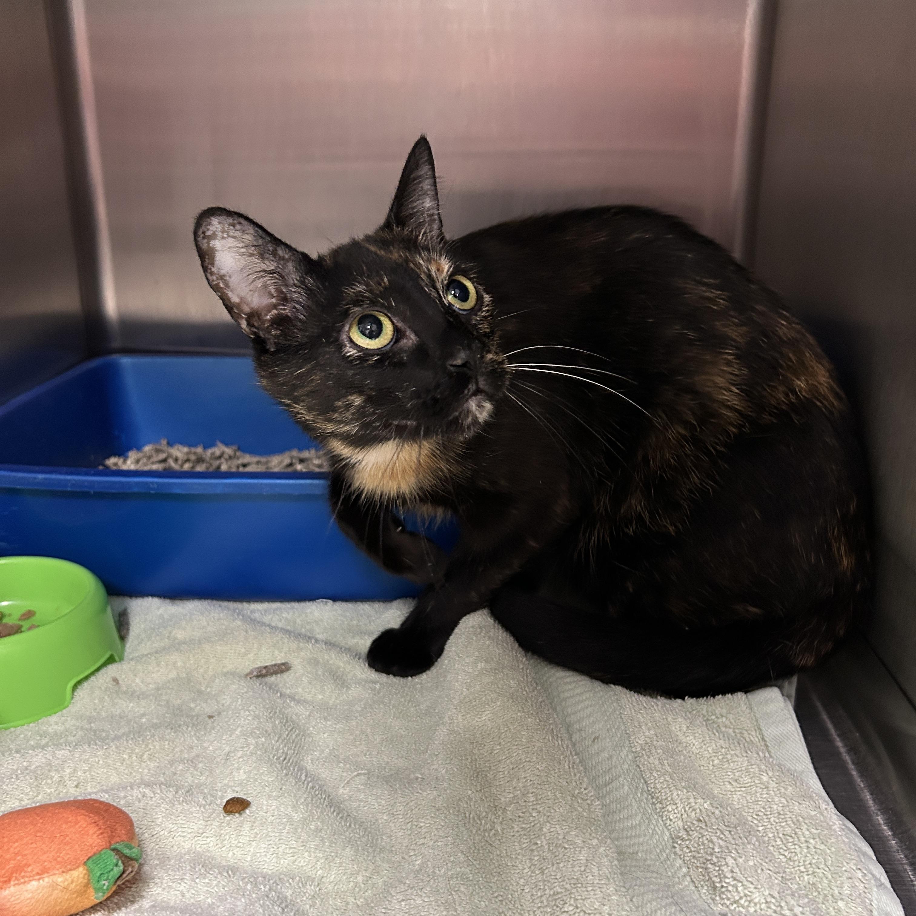 Enlarge Chicago, a ADOPTABLE Tortoiseshell in La Grange Park, IL image 3/5